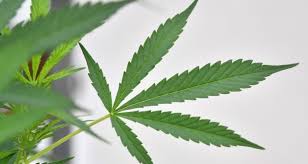 Image result for cannabis